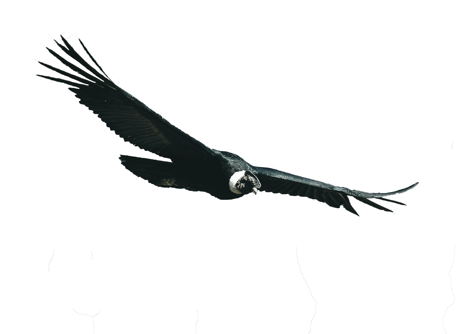 Andean Condor soaring